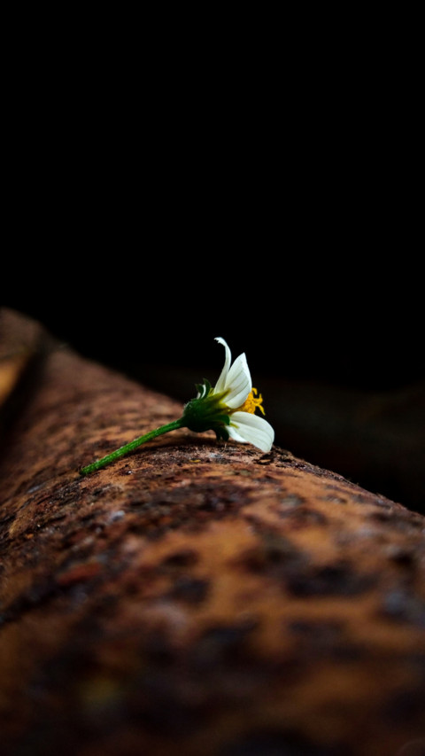 Dikshith Gowda (12) preview