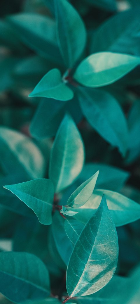护眼植物壁纸-锐景创意 preview