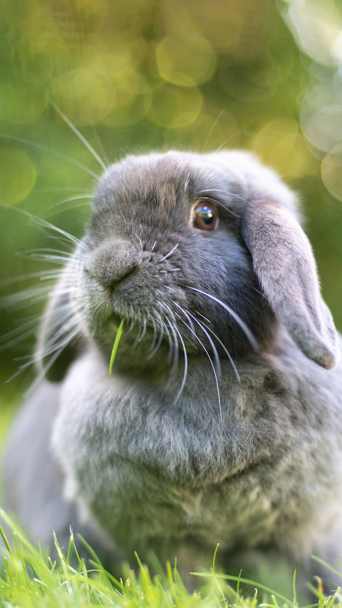 Grey mini drooping rabbit preview