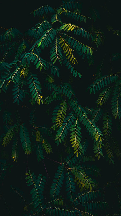 Green shy grass preview