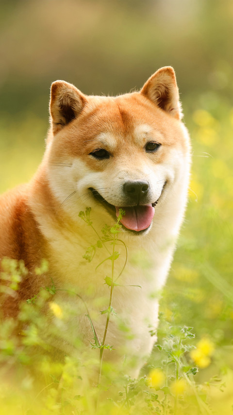 The shiba inu in the rape flowers preview