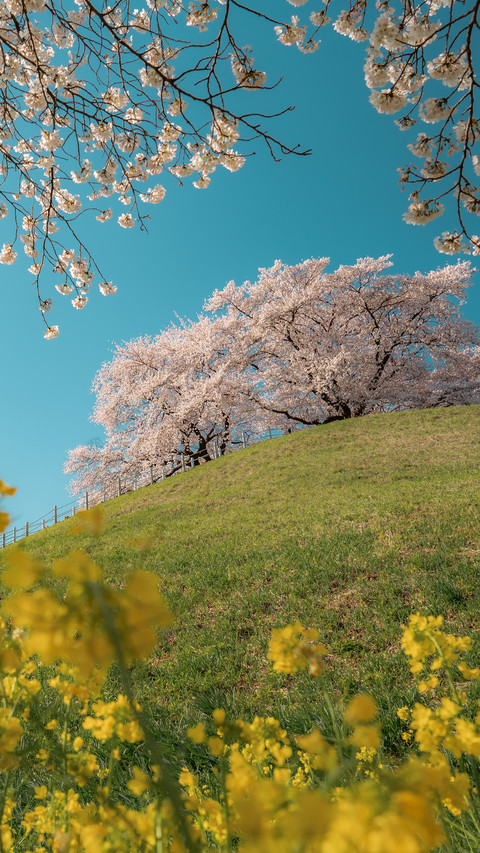 Cherry blossoms on the hillside preview