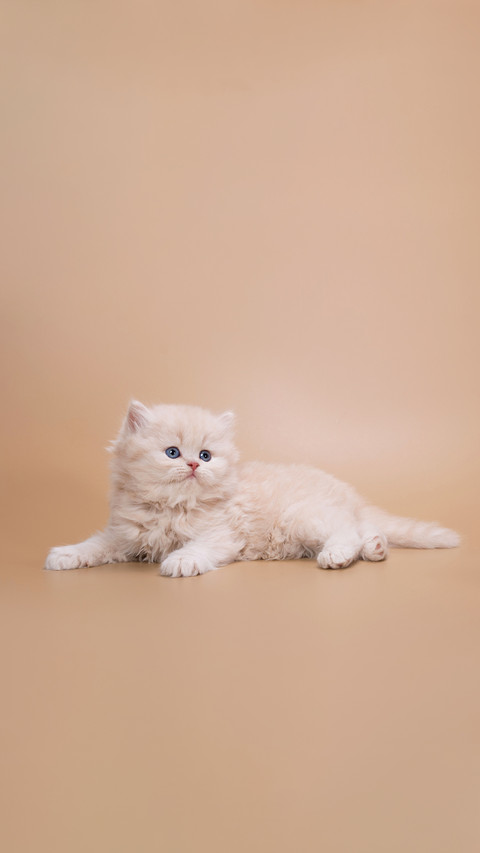Creamy British Longhair kitten with a cute muzzle preview