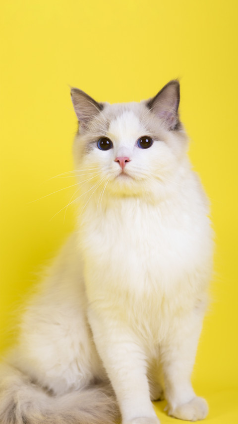 Cat6 preview