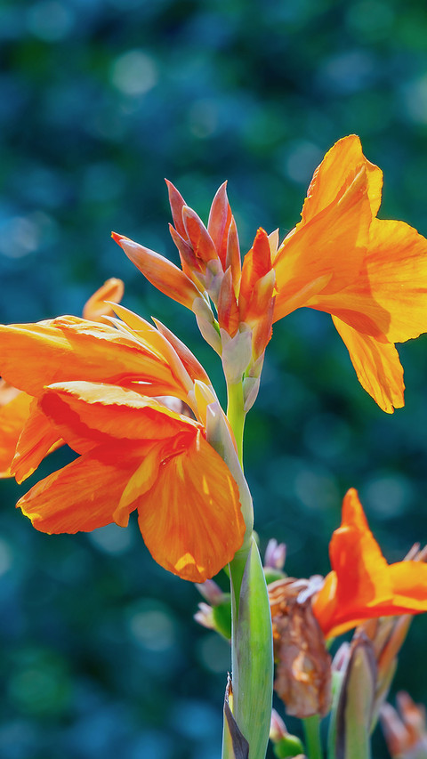 Natural Still Life-PAIXIN preview
