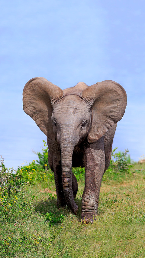The smartest animal in the world 45 preview