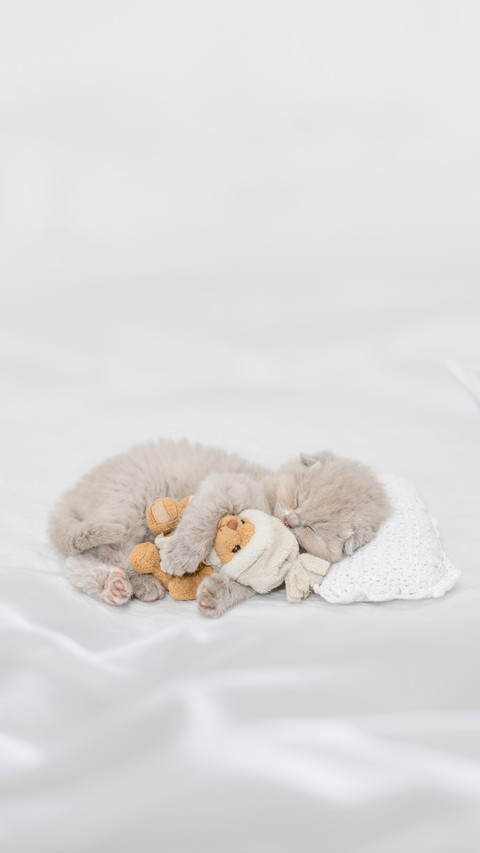 Baby Kitten Sleeping with Toy Bear on Pillow preview