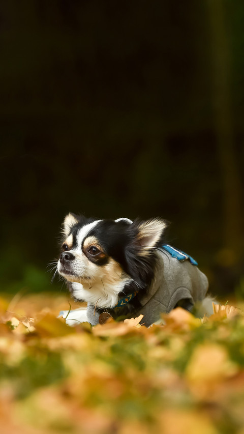 Chihuahuas in the autumn nature taken in Japan preview
