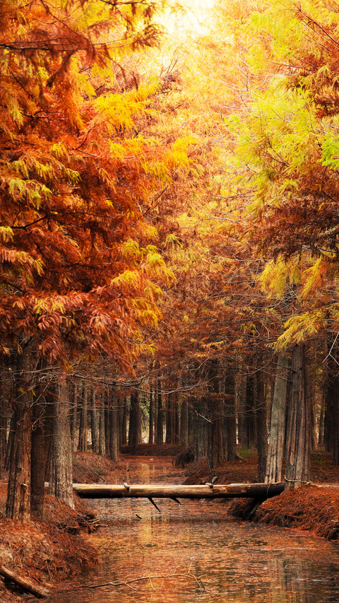Raindrop redwood forest 2 preview