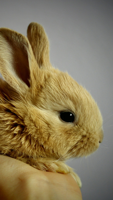 Rabbit (5) preview