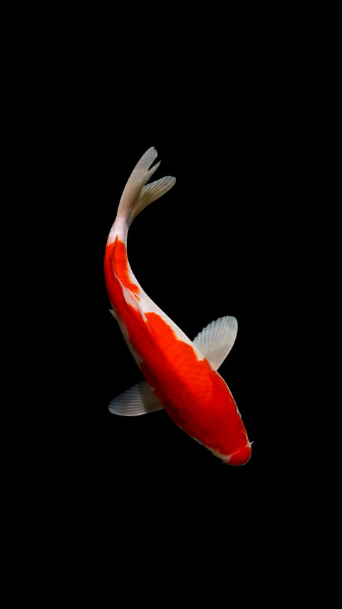 Cold water fish for beginners 76 preview