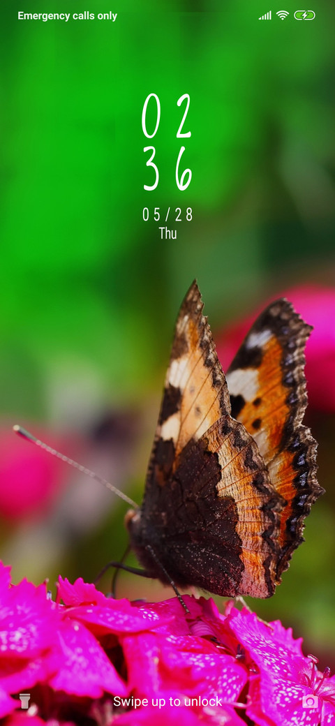 Butterfly on flower_3MDP preview