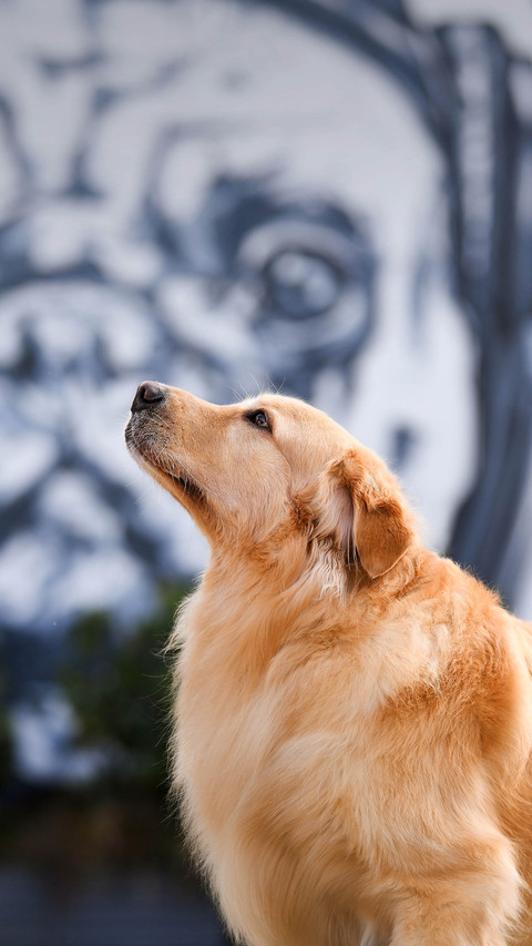 Excellent domestic companion dog 67 preview