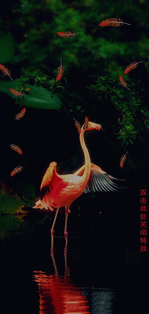 美丽的火烈鸟 preview