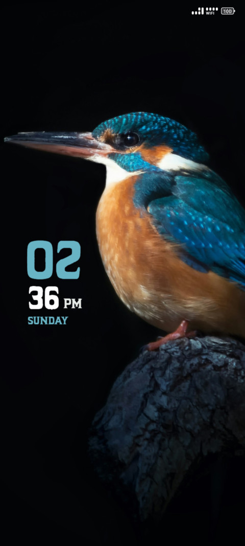 Brown Bird preview