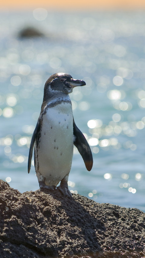 Lovely Penguin preview