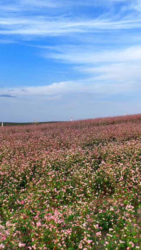The buckwheat flower fields are in full bloom preview