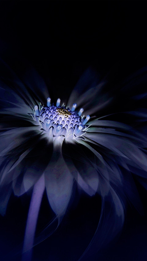Beautiful gerberas preview