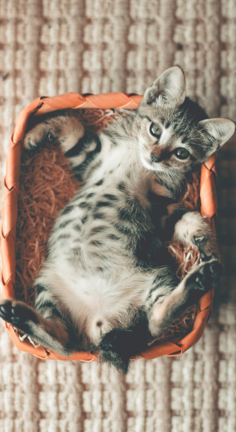 Cute Animals (32) preview
