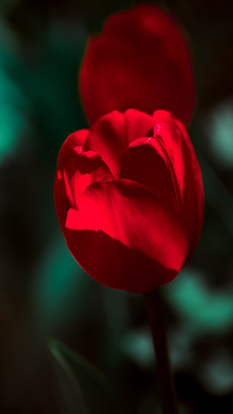 Beautiful flowers preview
