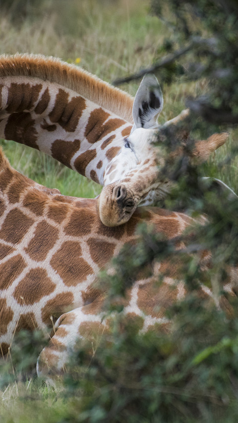 Sleeping Giraffe preview