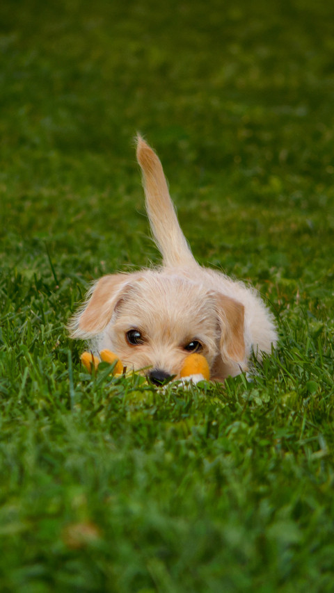 The dog on the grass preview