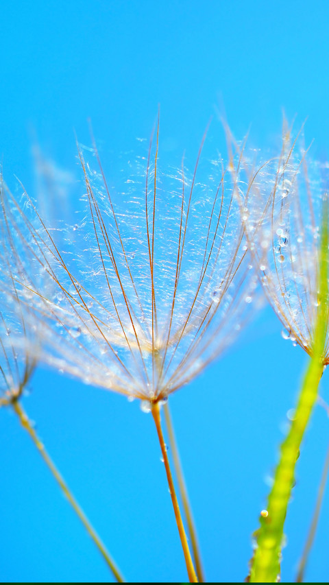 dandelion preview