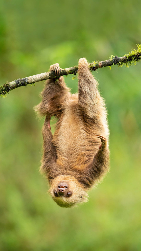 Laziest animal of sloth 2 preview