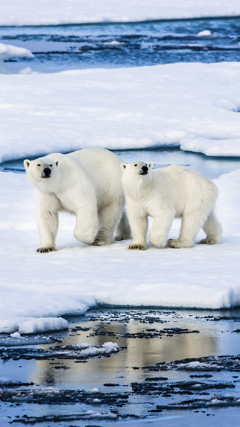 Polar survivors preview