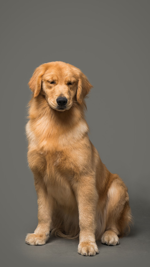 Is it safe to check in dogs by air preview