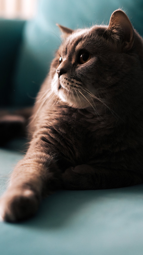 Lying on the blue sofa preview