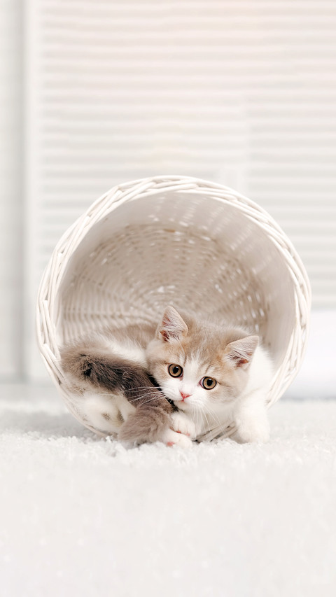 A Small Kitten Lying In A White Basket preview
