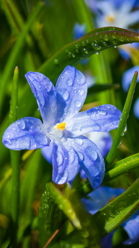 Spring scenery-10 preview
