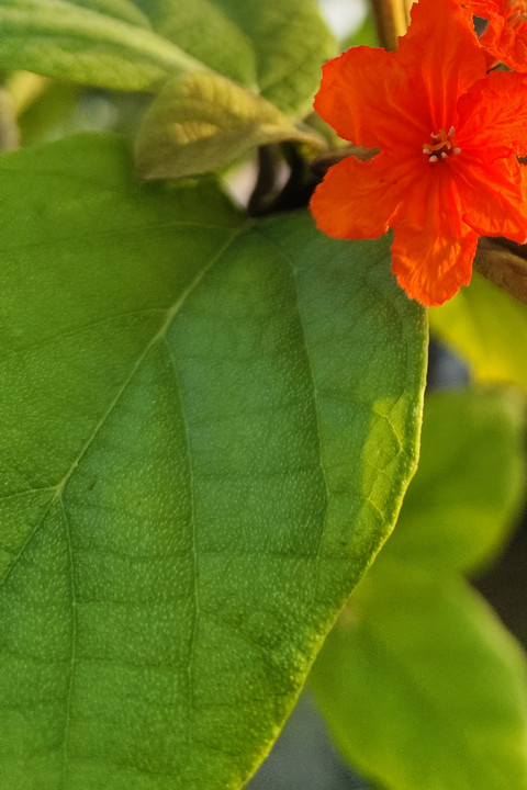 Close up macro.jpg preview