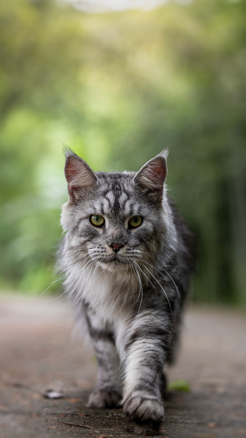 A cat becomes wellbehaved when its nape is pinched preview