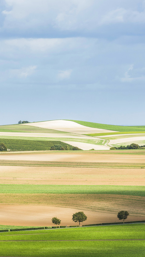 Fields with sun and shadows near Epernay and Monthelon preview