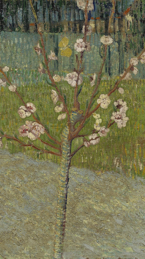 AlmondTreeinBlossom preview