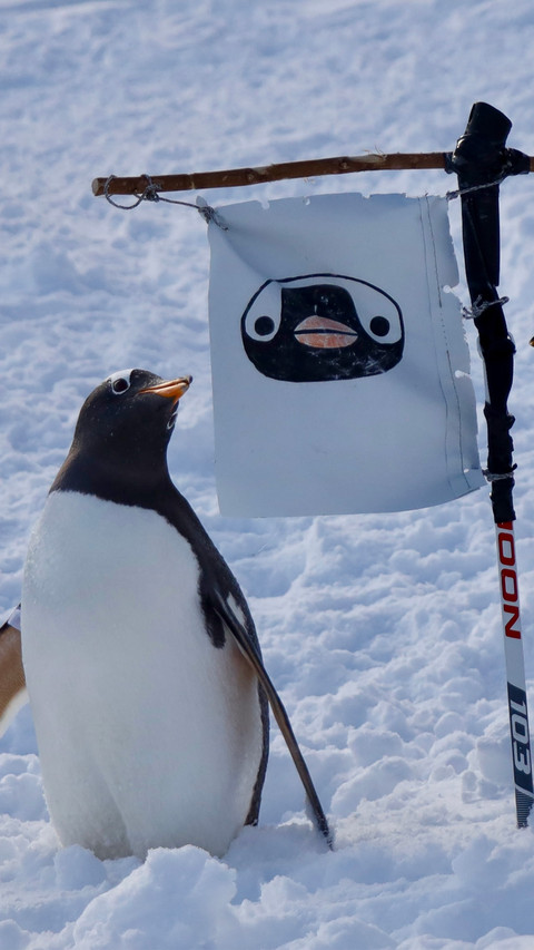 Penguins on the snow preview
