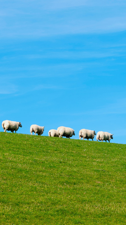 Sheep preview