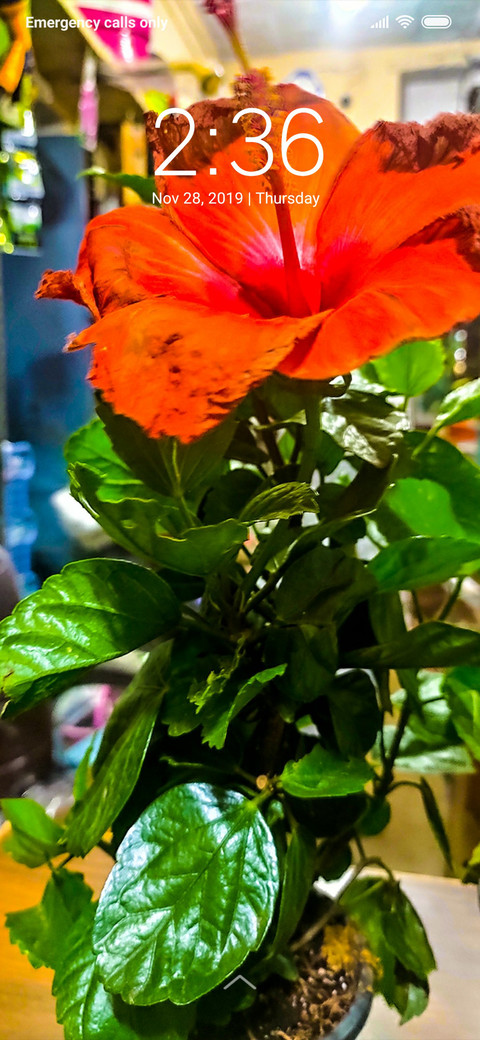 Orange Flowers_DWM3 preview