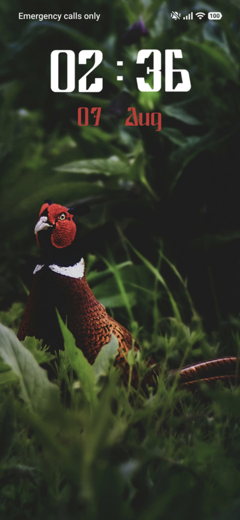 Pheasant preview