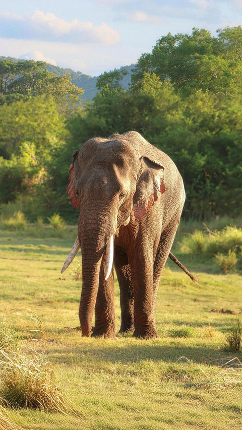 An elephant can convey messages even by stomping its feet preview