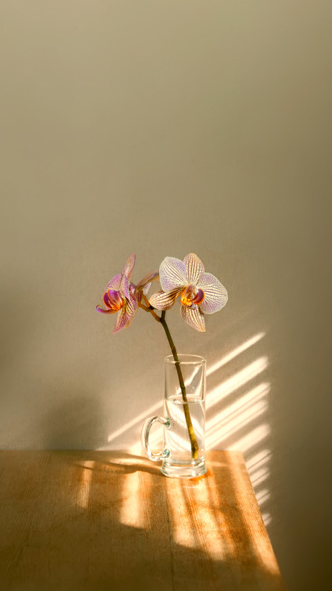 Minimalism in still life. flowers orchids preview