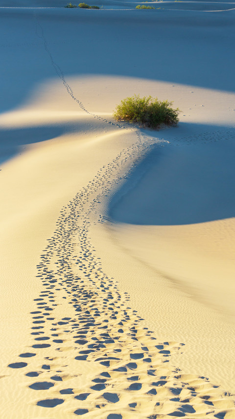 desert preview