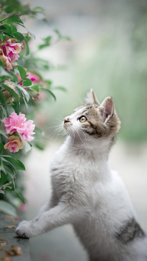 Pet cat77 preview