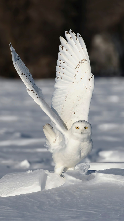 A White Owl on The Snow preview