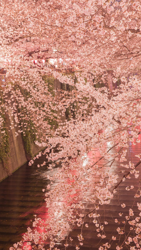 Cherry blossoms in splendor preview