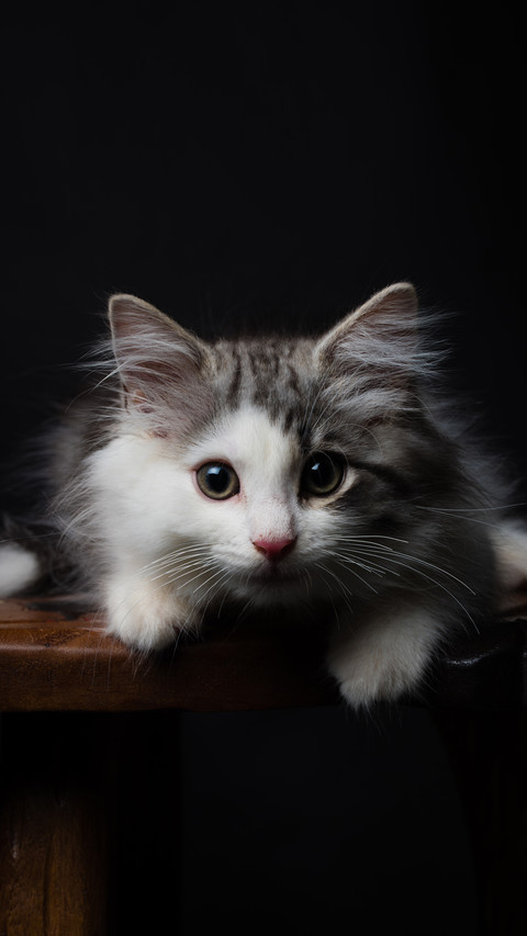 Why do cats nose dry preview