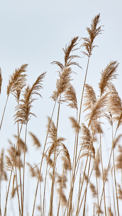 Reed shore preview