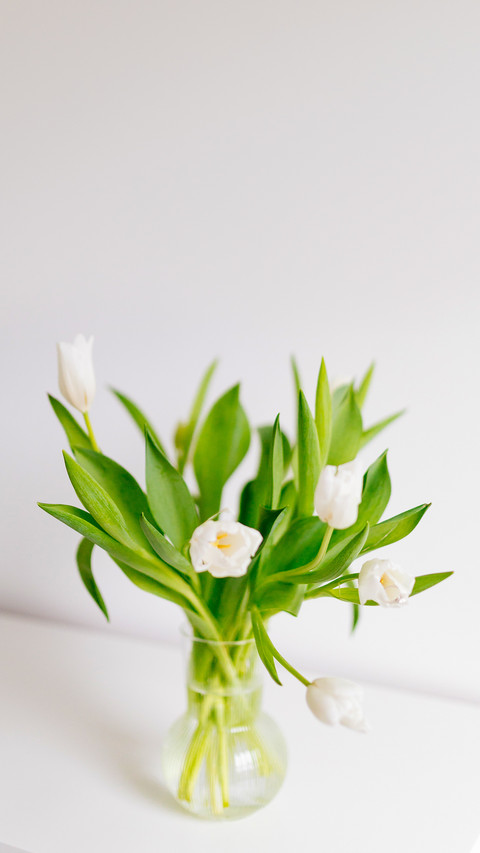 A bunch of white tulips on a white background preview